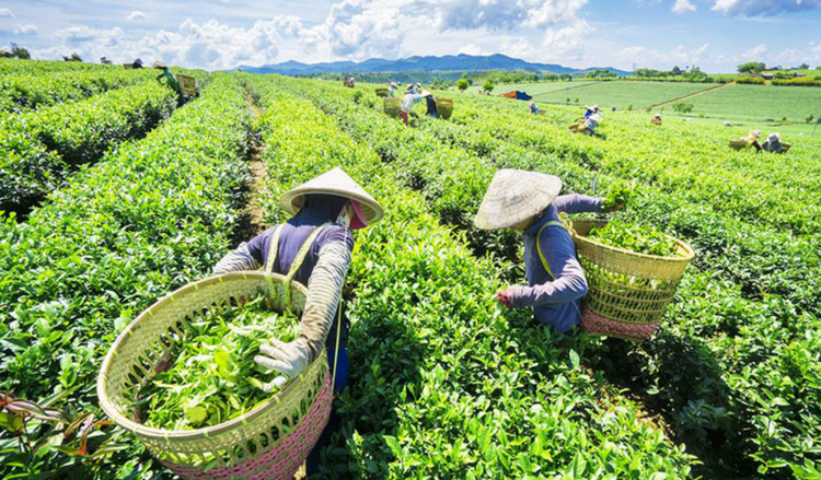 Xuất khẩu chè giảm 7,1% về lượng và giảm 2,5% về trị giá