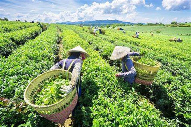 Hà Tĩnh: sản lượng chè liên kết đạt 4.700 tấn, trị giá 45 tỷ đồng