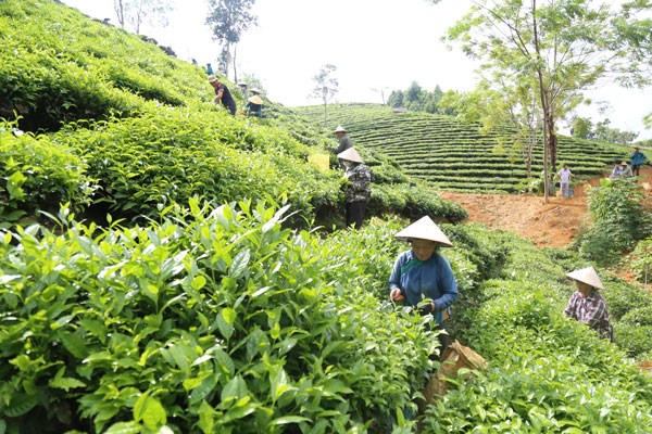 Lào Cai phát triển vùng chè bền vững