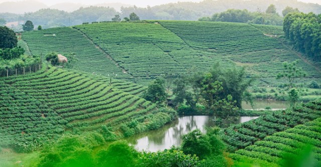 Nâng tầm trà Việt trên thị trường quốc tế