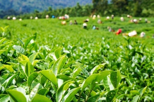 Cấp thêm gần 70 mã vùng trồng chè