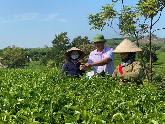 Hà Tĩnh: Phát triển sản xuất gắn du lịch trải nghiệm góp phần quảng bá sản phẩm chè Kỳ Trung