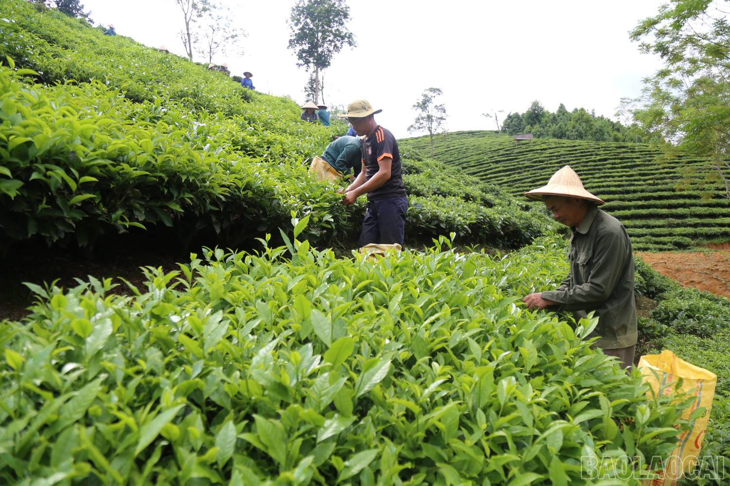 Xuất khẩu chè tăng gần 30%: Cơ hội tái định vị thương hiệu chè Việt
