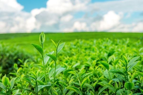 Xuất khẩu chè thu về 58,5 triệu USD sau 4 tháng