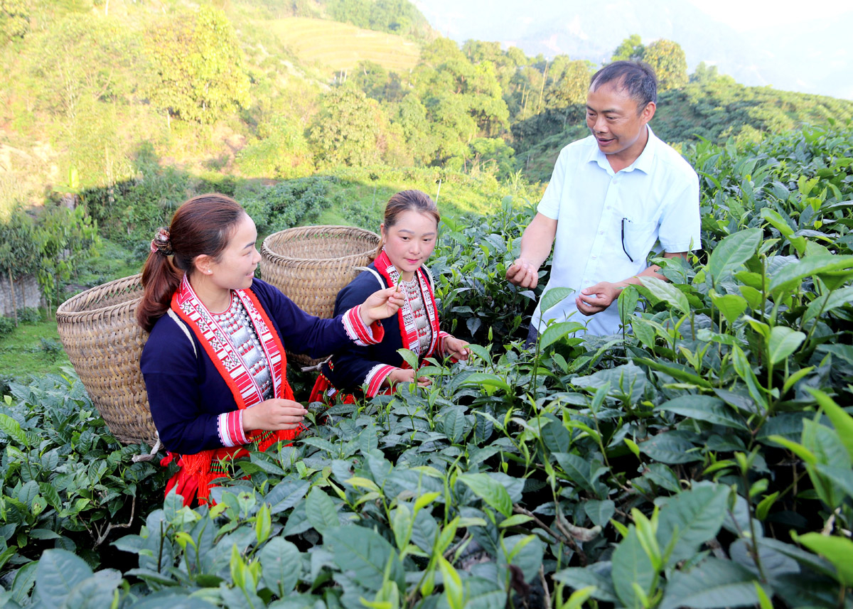 Tân Lập xây dựng thương hiệu chè Shan tuyết