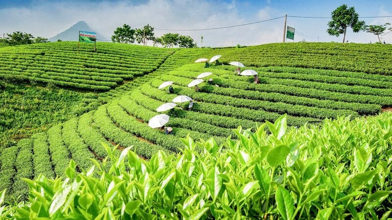 Xây dựng thương hiệu “Chè Đất Tổ”: Bước đi chiến lược nâng tầm vị thế trà Phú Thọ