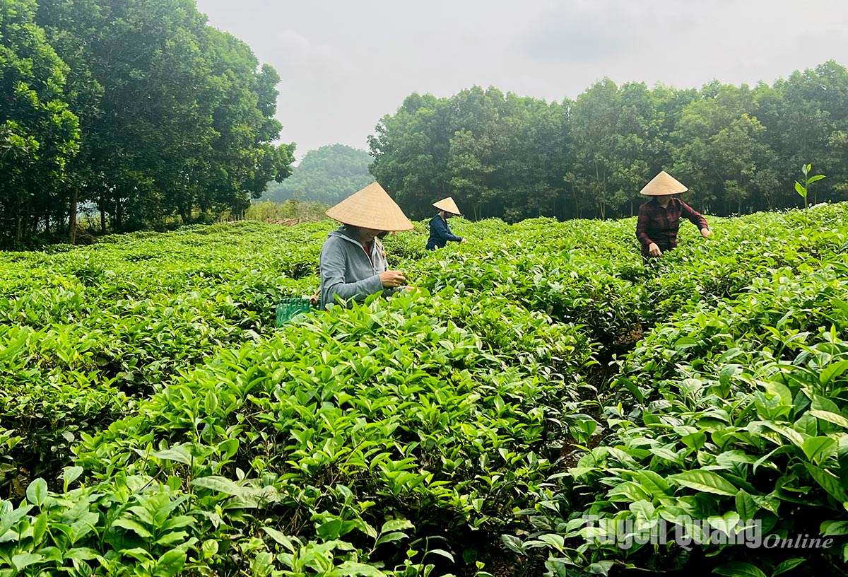 Tuyên Quang: “Trẻ hóa” vùng chè