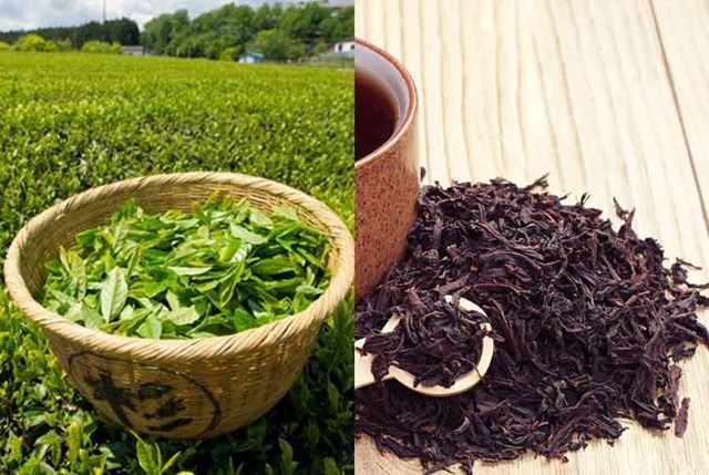 Xuất khẩu chè Việt Nam tháng 10/2024 tăng trở lại