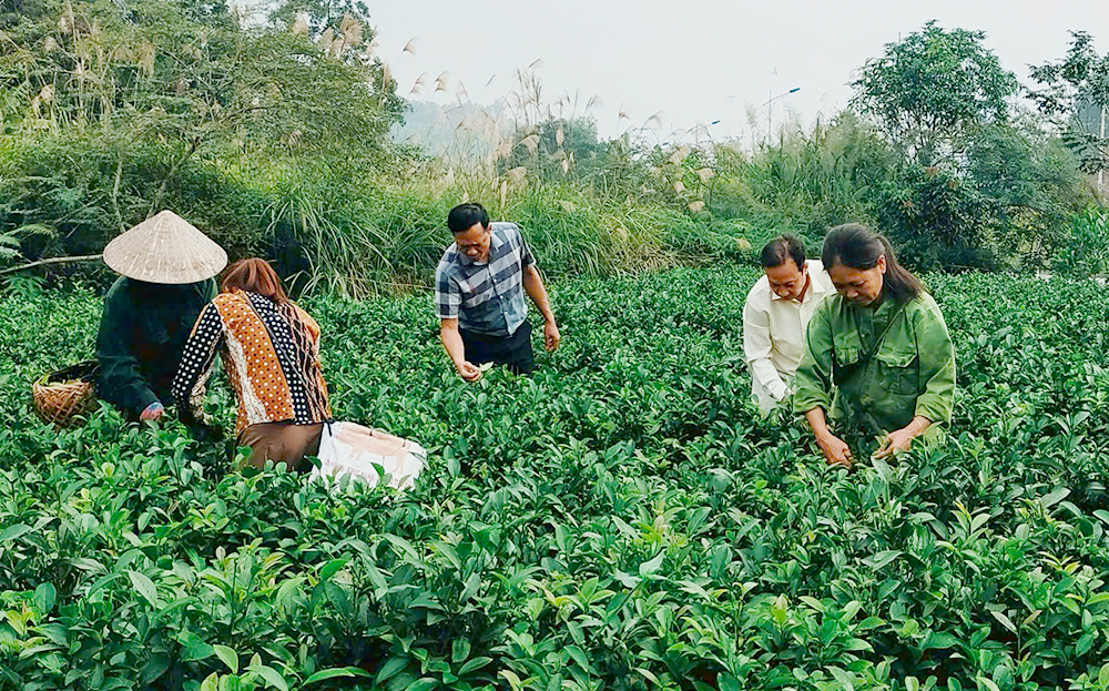 Chè Yên Bái mở rộng vùng nguyên liệu, hướng đến sản xuất theo chuỗi giá trị