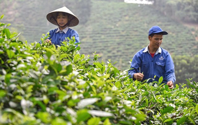 Sản xuất và Xuất khẩu Chè Việt Nam năm 2025