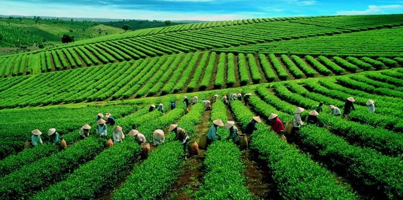 Nâng tầm giá trị sản phẩm chè