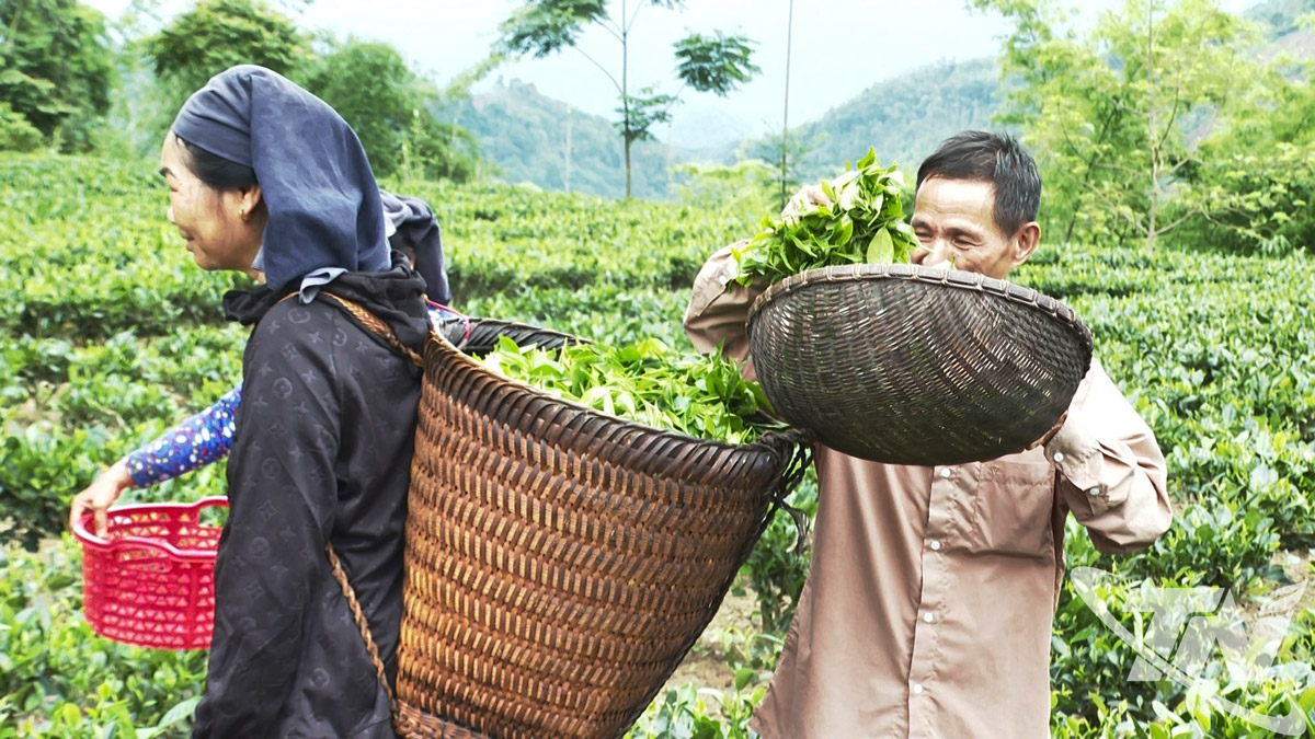 Hiệu quả từ đổi mới quy trình sản xuất chè ở Thượng Minh