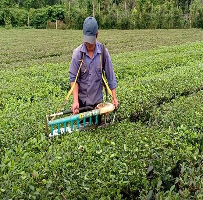 Nông dân Lai Châu chủ động đốn chè đúng kỹ thuật để nâng cao chất lượng búp