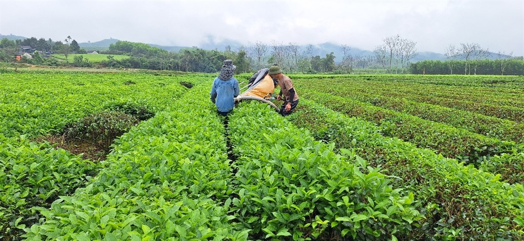 Bước tiến vững chắc của cây chè Thanh Hương: Từ thắng lợi vụ Xuân đến kỳ vọng năm 2025