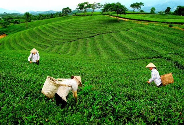 Thị trường chè Việt Nam đầu năm 2025: Pakistan và Mỹ dẫn đầu nhập khẩu