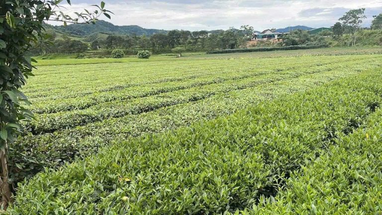 Kiểm tra tiến độ Dự án chuyển đổi mô hình sản xuất chè theo tiêu chuẩn hữu cơ tại Hà Tĩnh