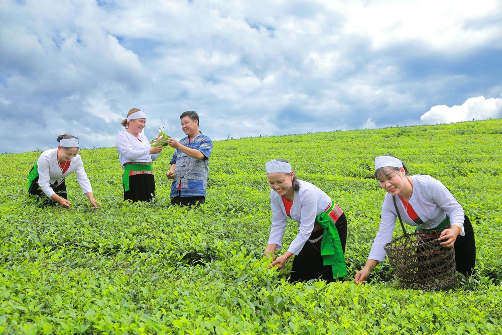 Nâng tầm thương hiệu Chè Phú Thọ
