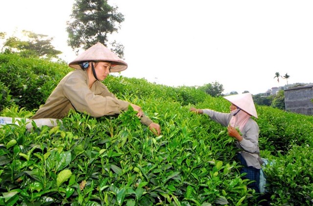 XUẤT KHẨU CHÈ VIỆT NAM 02 THÁNG 2025