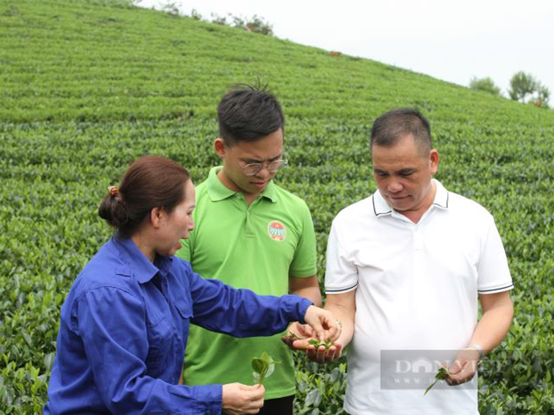 Nữ giám đốc HTX Chè ở Thái Nguyên được bình chọn là Nông dân Việt Nam xuất sắc 2024