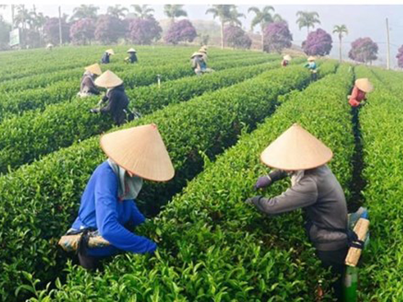 Xuất khẩu chè Việt Nam 2024: Tăng trưởng ấn tượng và hướng đi bền vững
