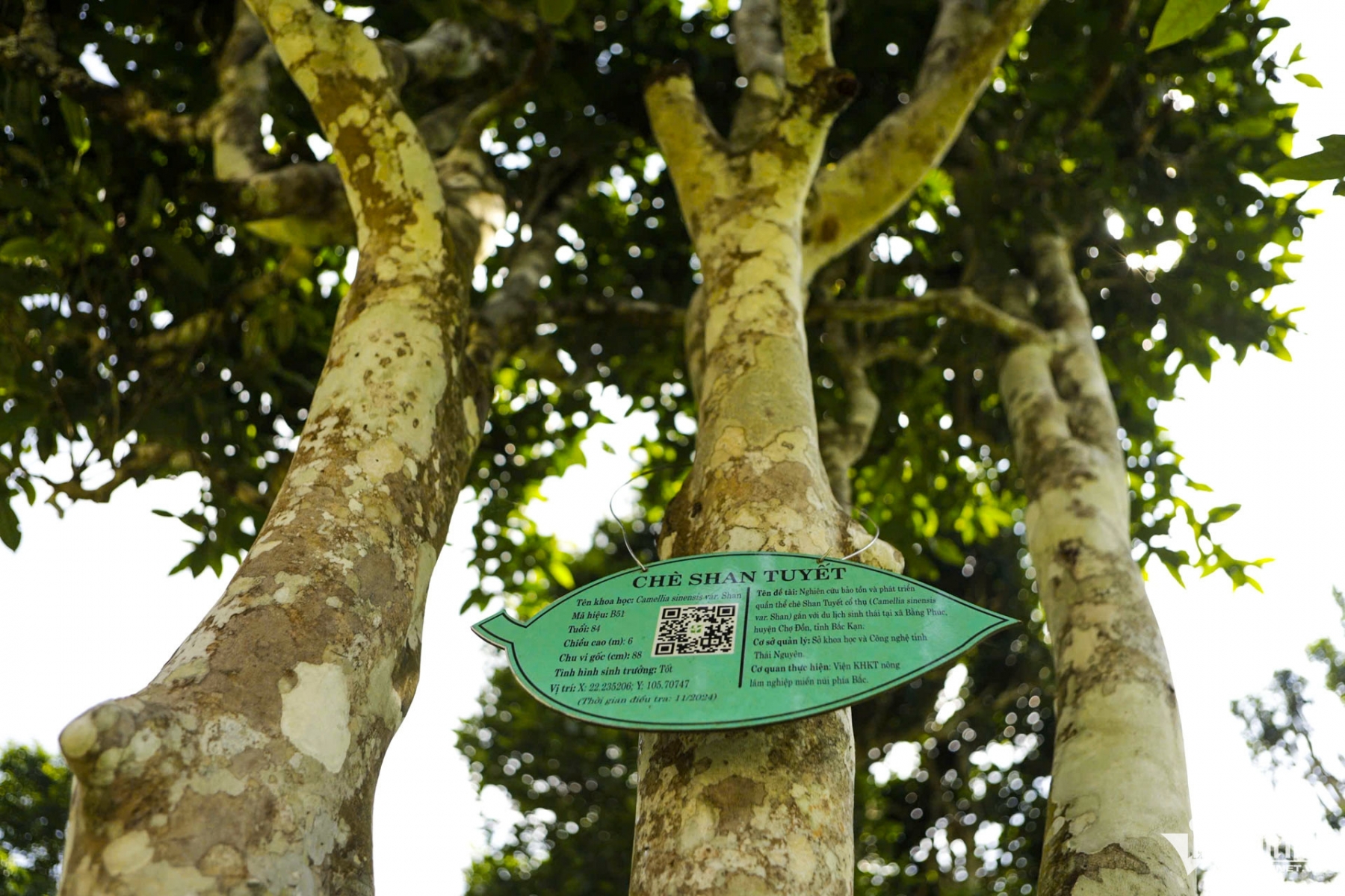 740 cây chè cổ thụ giữa biển mây Thái Nguyên: Kho báu 'hái ra tiền' vùng cao